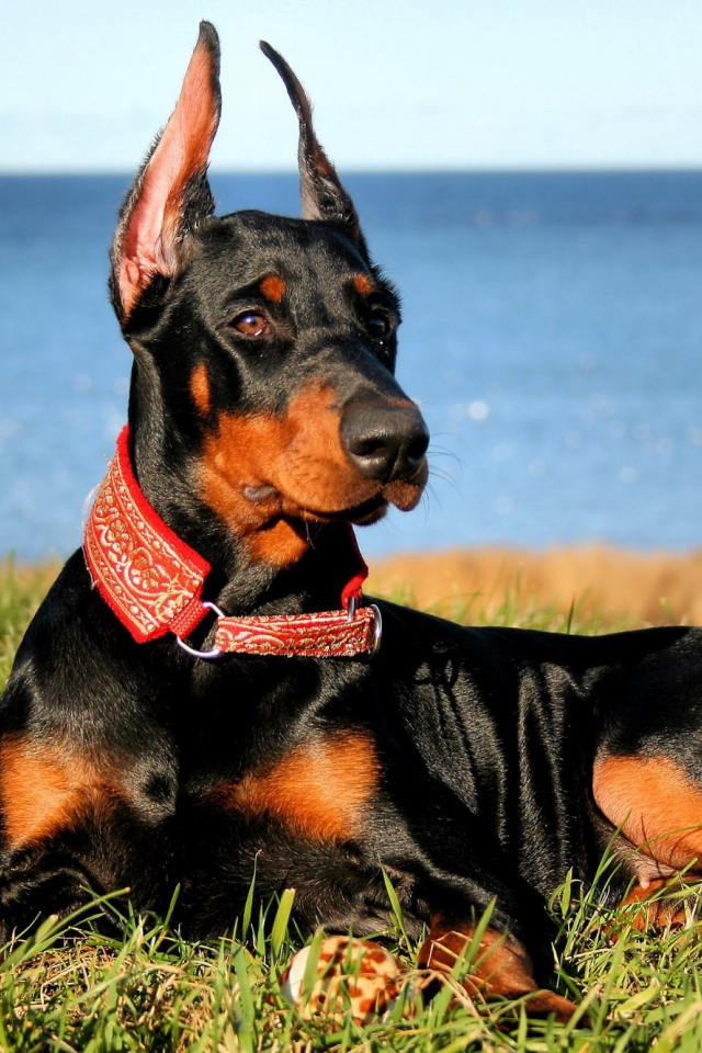 Доберман на побережье