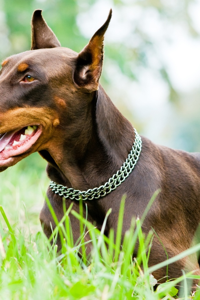 Доберман на газоне