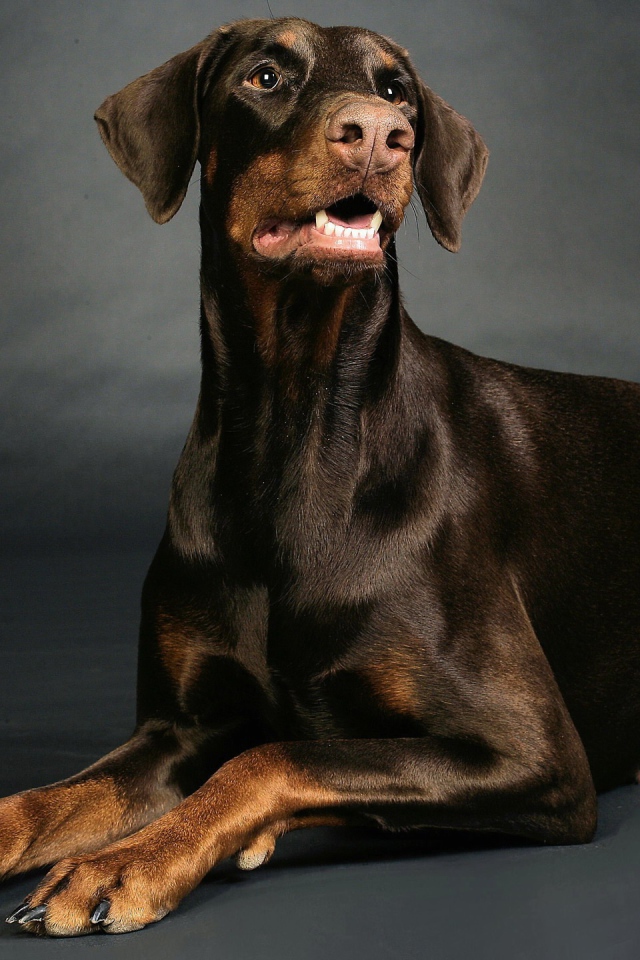 Доберман позирует