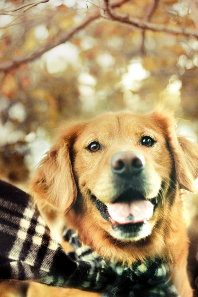 Собака золотистый ретривер