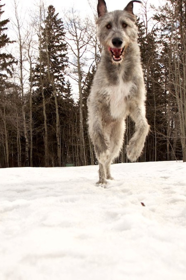 Собака ирландский волкодав в лесу