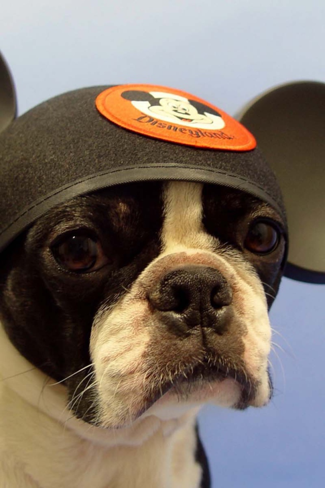 Собака Микки Маус