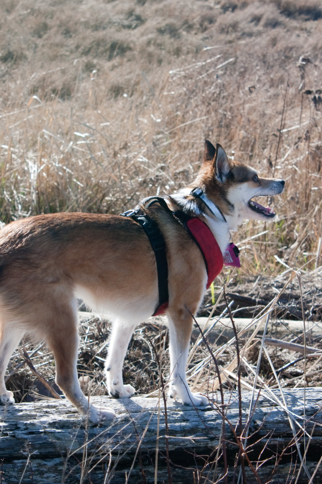 Собака норвежский лундехунд