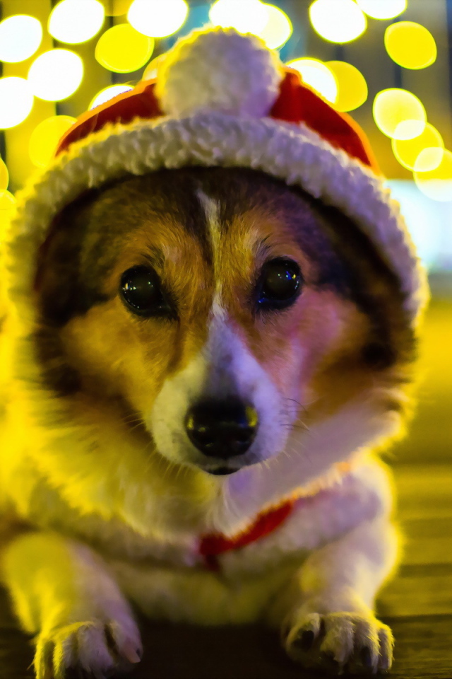 Собака Санта клаус