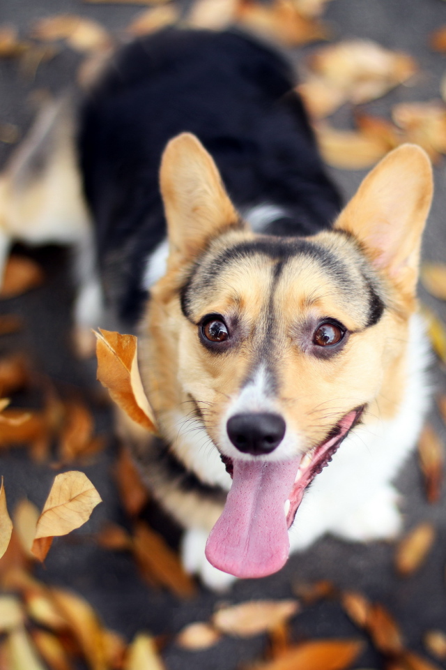 Собака и осенние листья