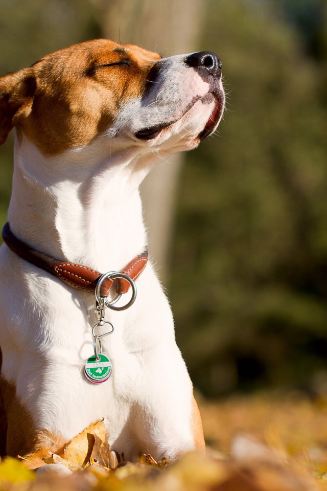 Собака греется на солнце