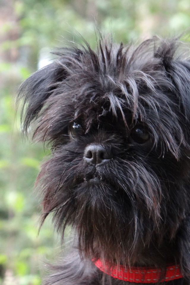 Собака породы аффенпинчер