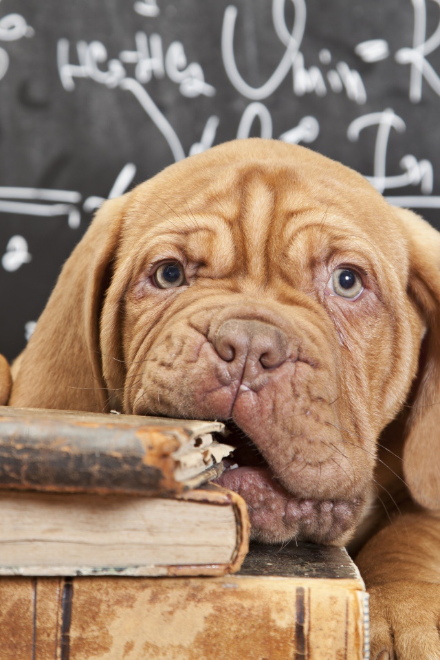 Собака грызет книги