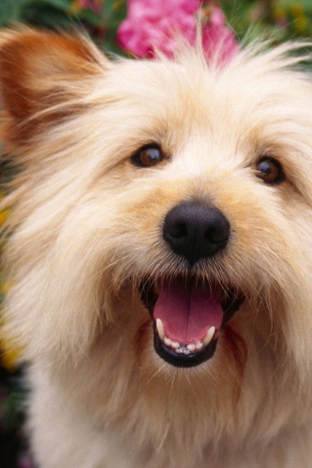 Собака выражает радость