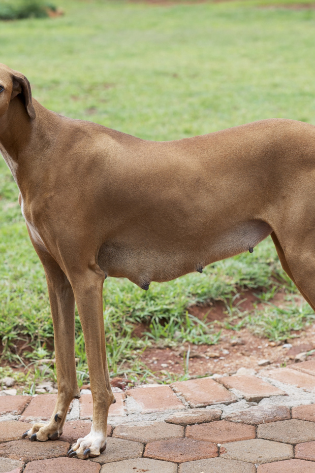 Собака девочка азавак