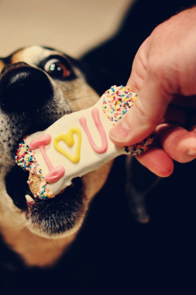 Собаке дают печенье