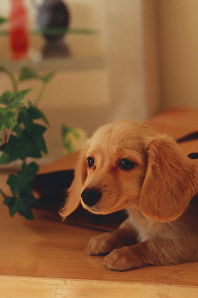 Собака в подарочной сумке