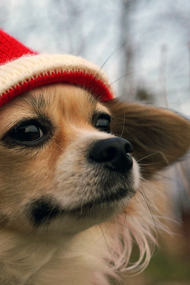 Собачка в красной шапке