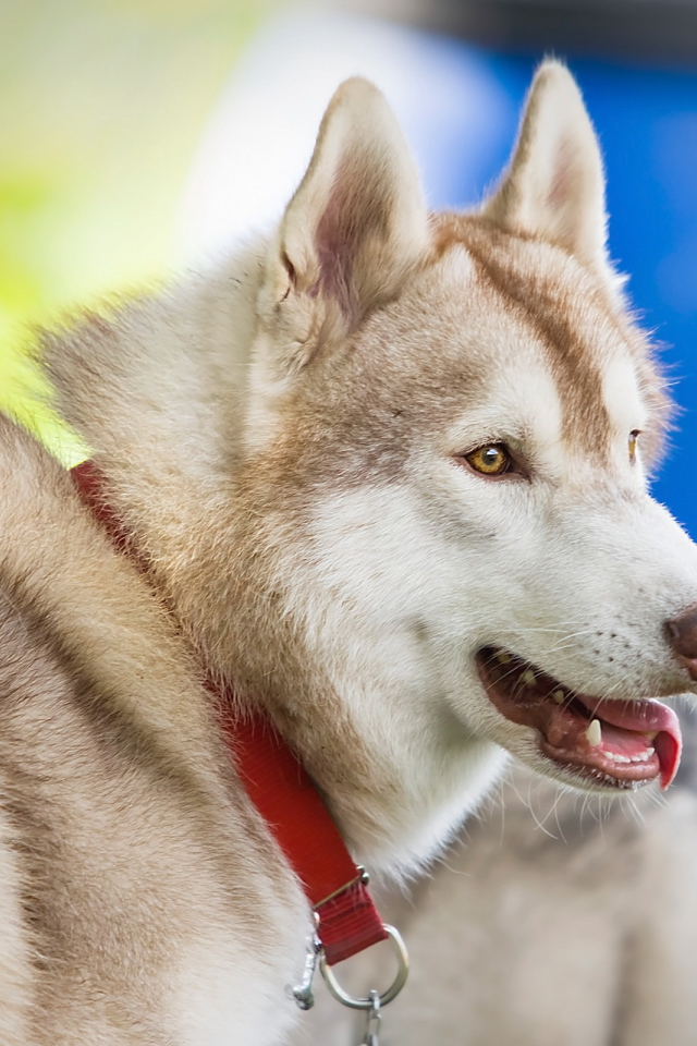Собака в красном ошейнике