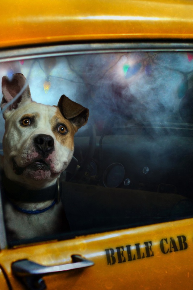 Cобака в такси