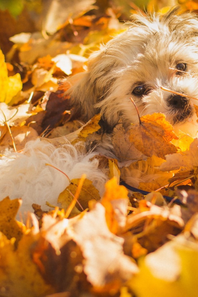 Собака в осенних листьях
