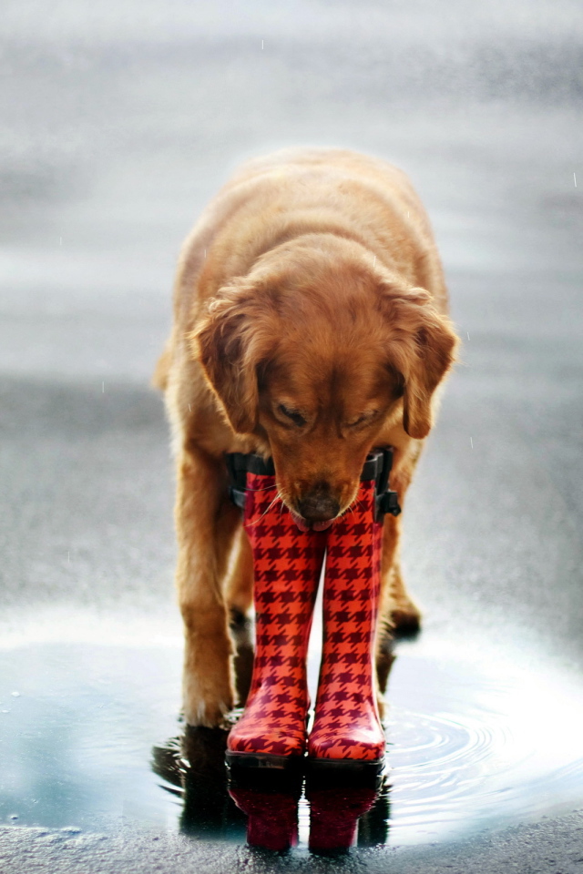 Собака в сапогах