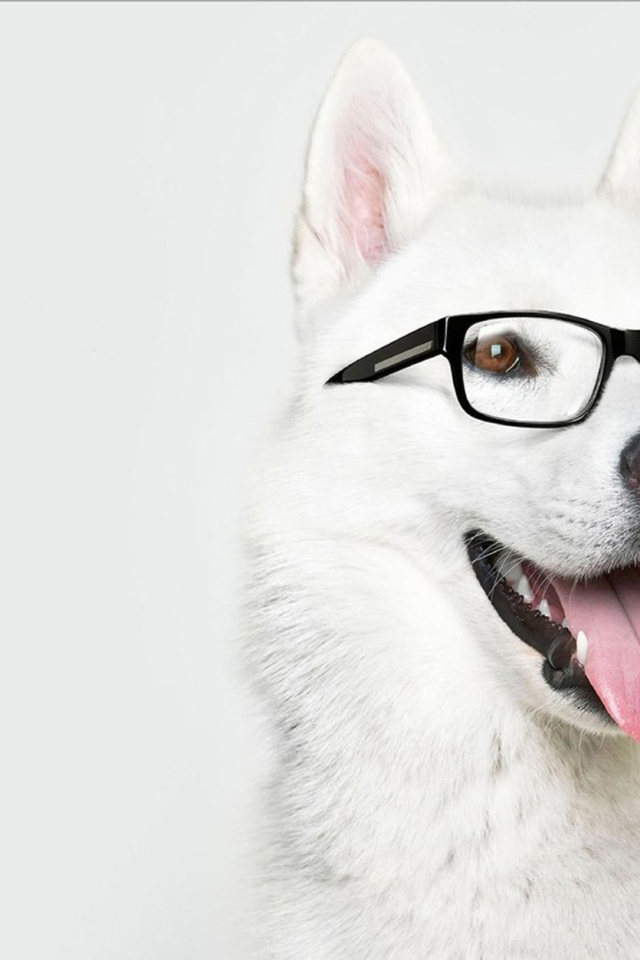 Лайка в очках