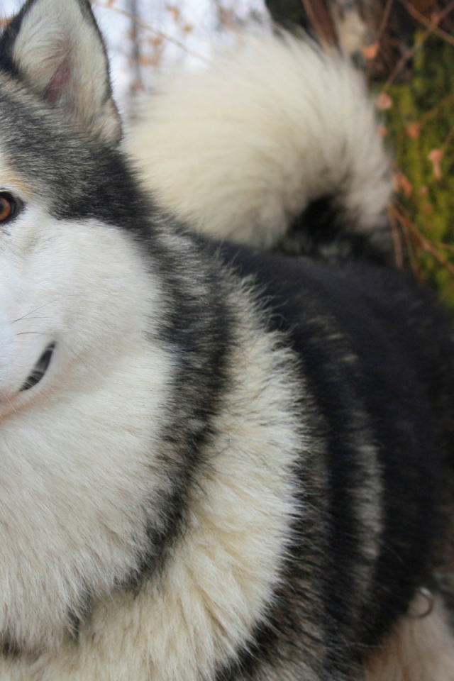 Лайка в осеннем лесу