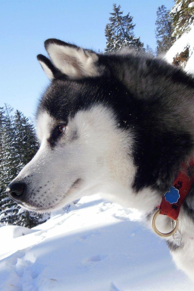 Лайка в тайге