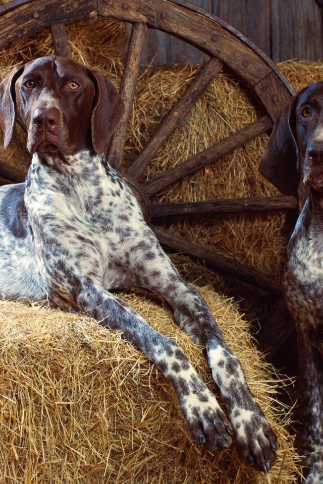 Собаки на сене