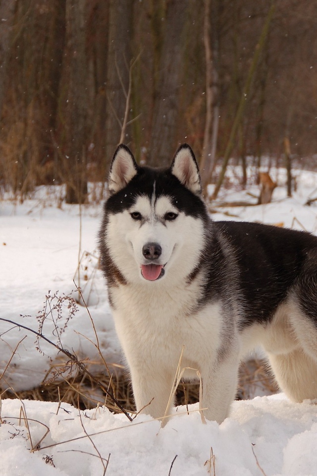 Лайка  в весеннем лесу