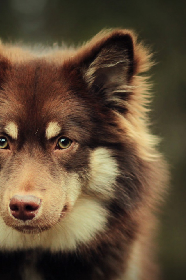 Собака в ожидании