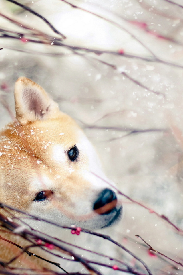 Собака зимой