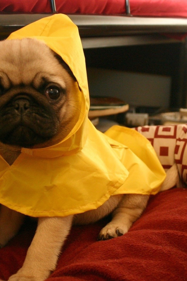 Собака в желтой пижаме