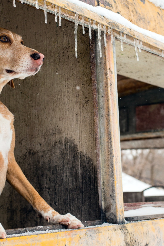 Собака смотрит в окно