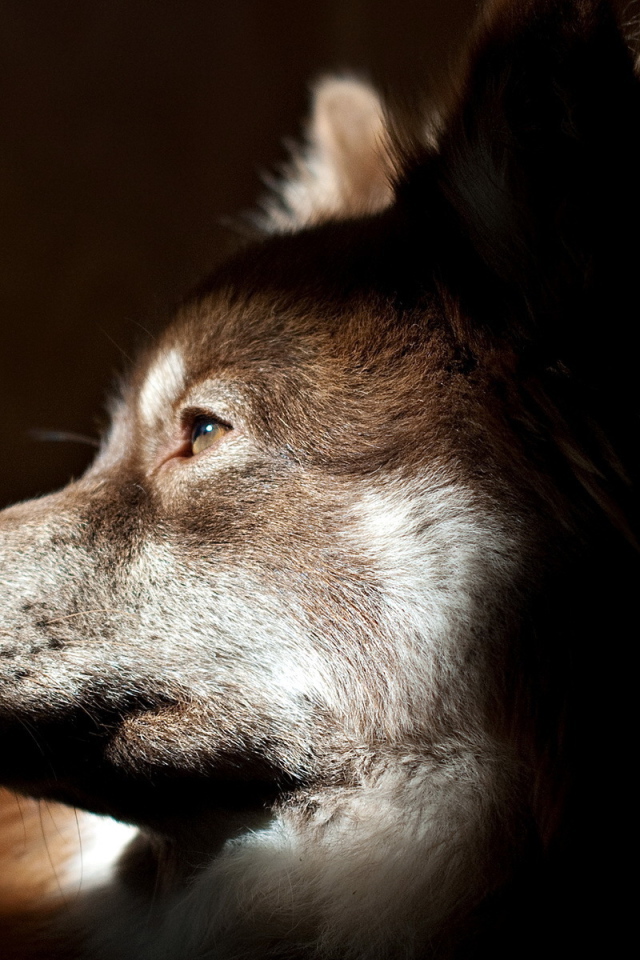 Собачья морда