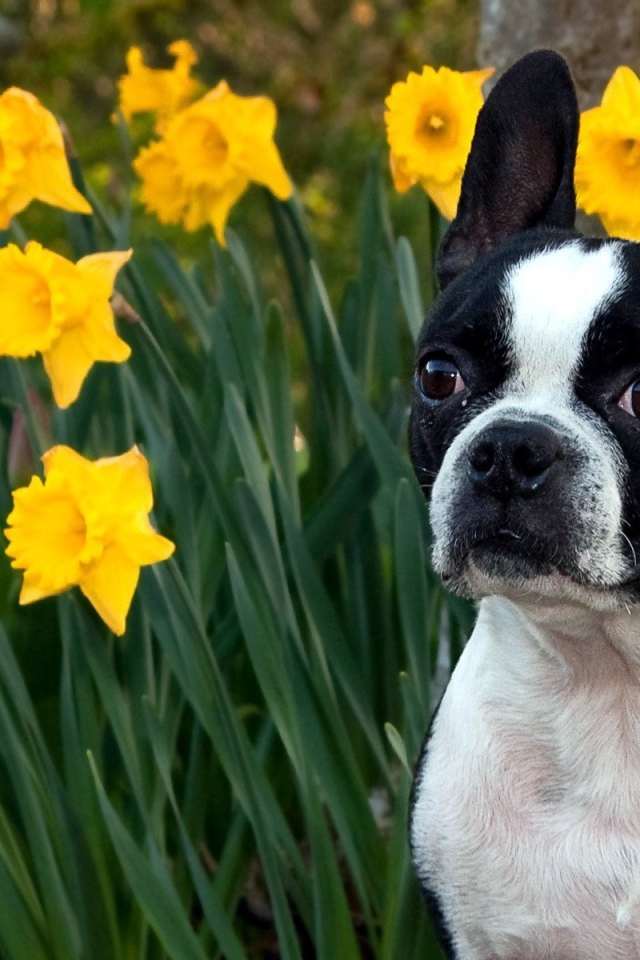 Собака у желтых цветков