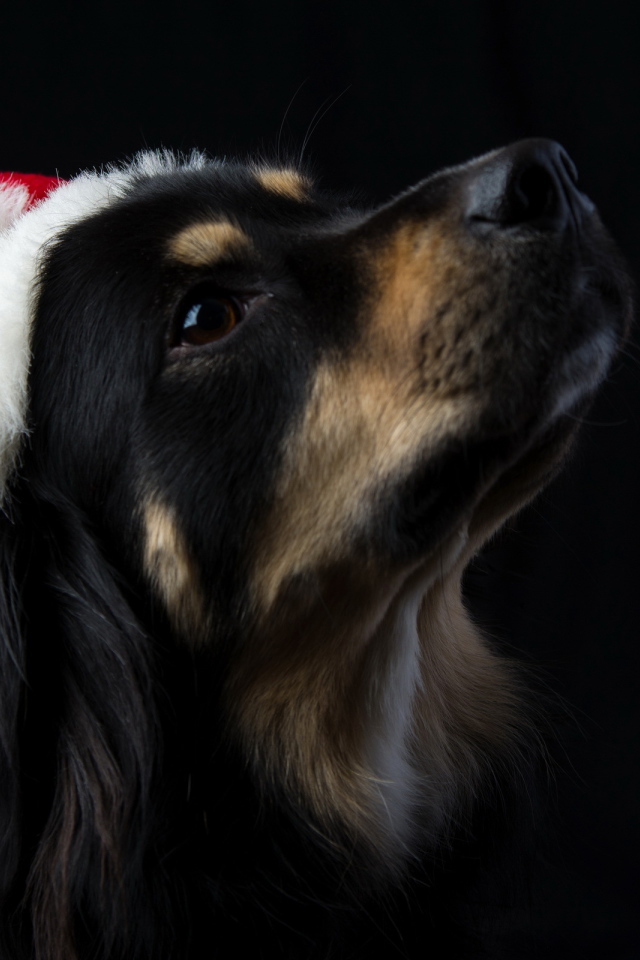 Собака на черном фоне