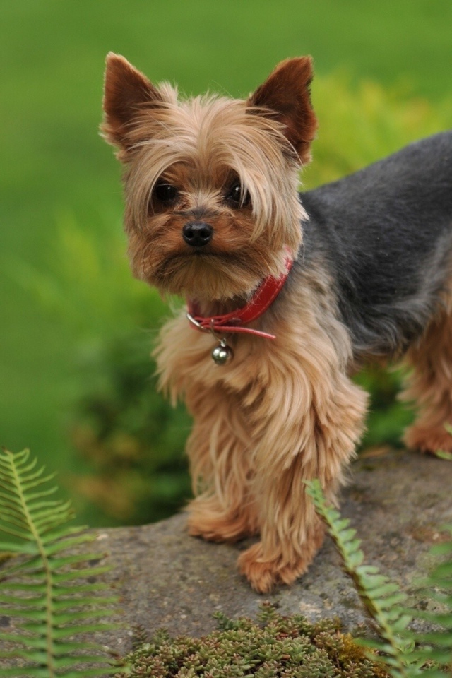 Собака на камне