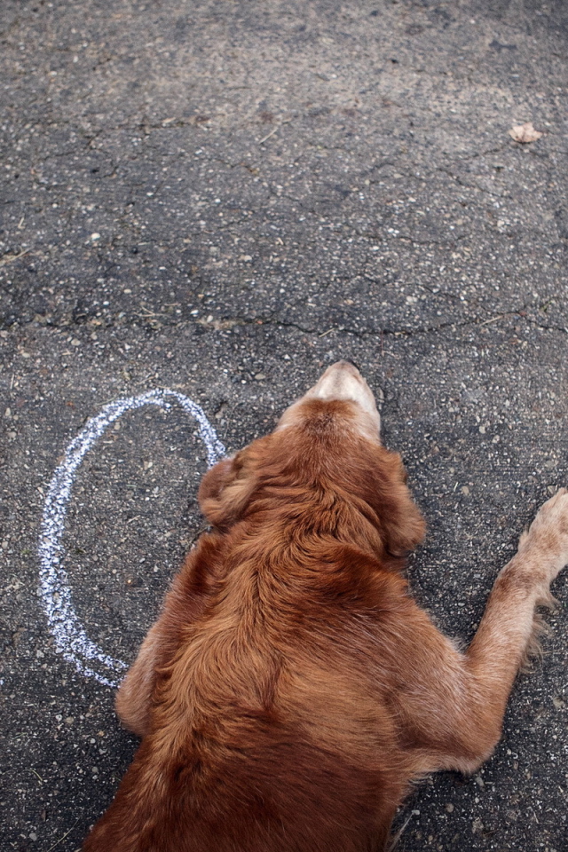 Собака на асфальте