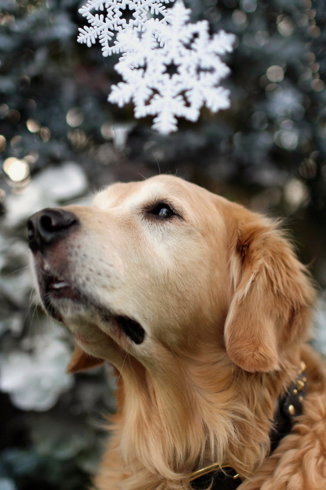 Собака на празднике