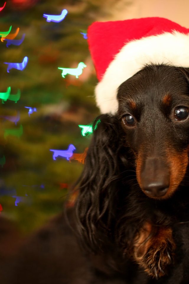 Собака на празднике