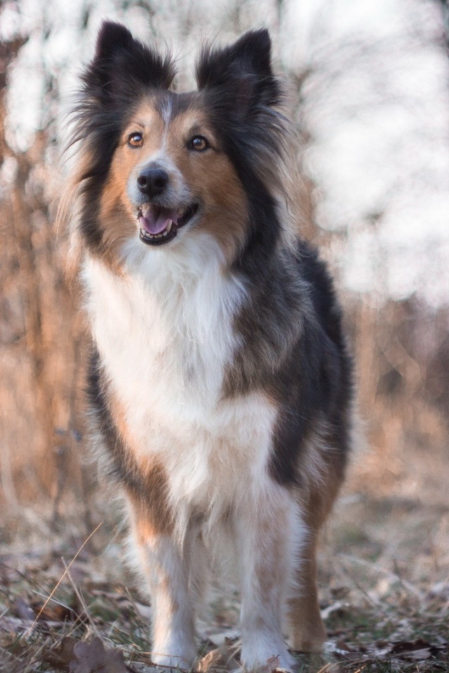 Cобачка на сухой траве