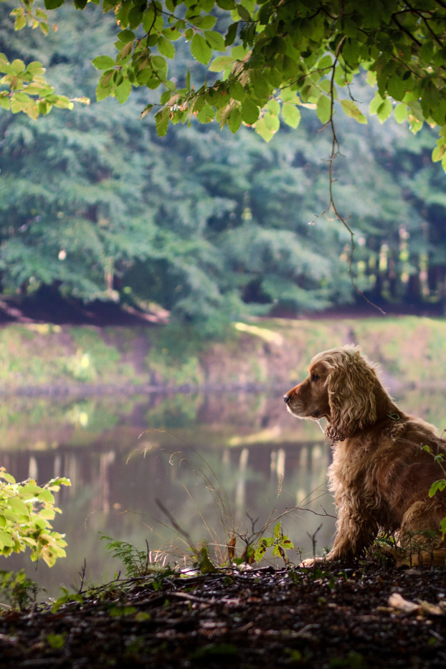 Собака на берегу