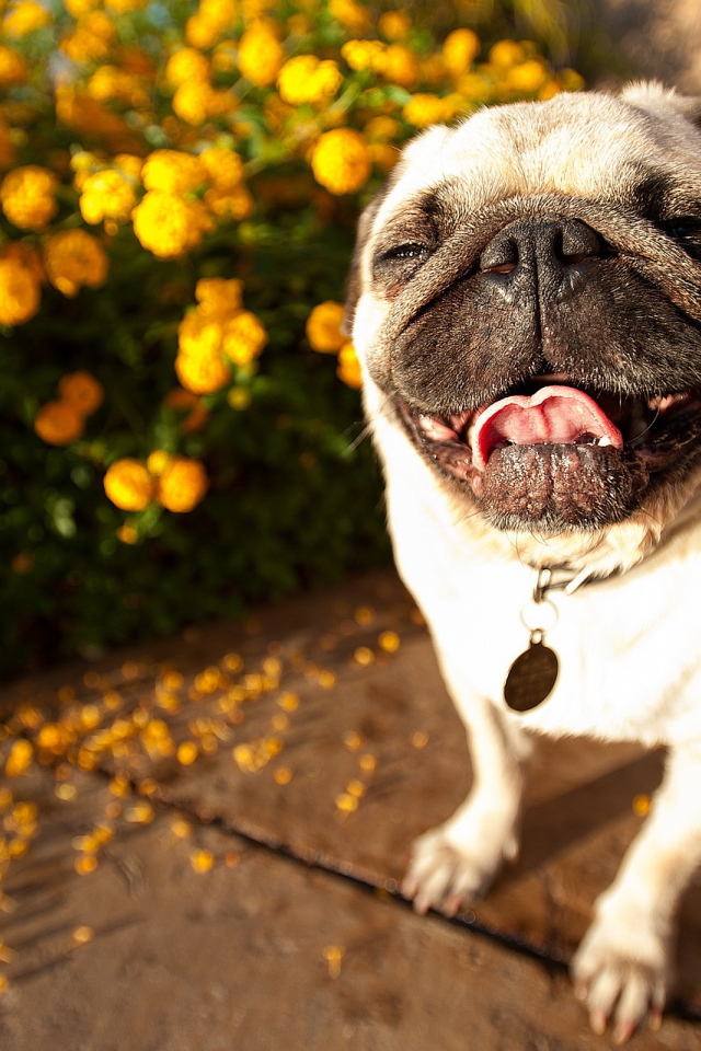 Собака мопс