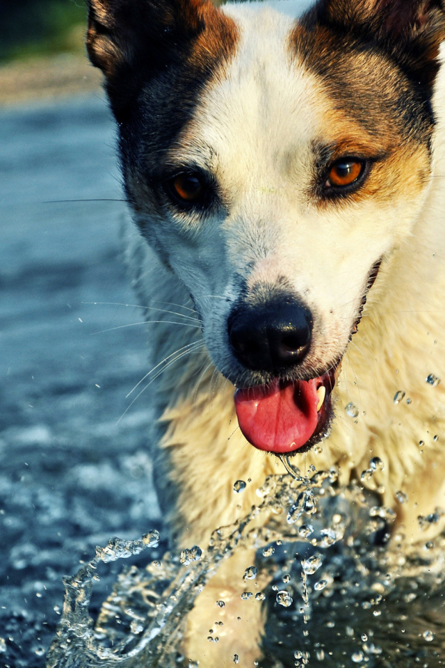 Собака бежит по воде