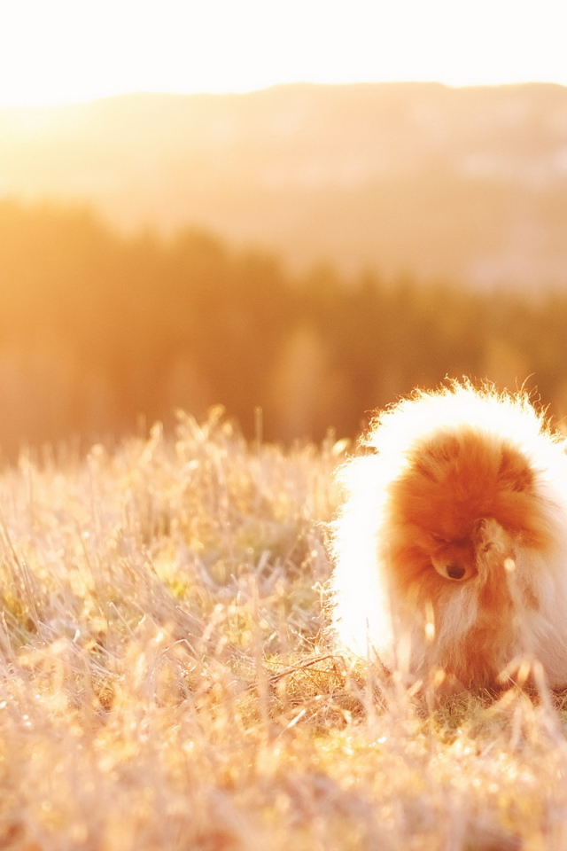 Собака под солнечным светом