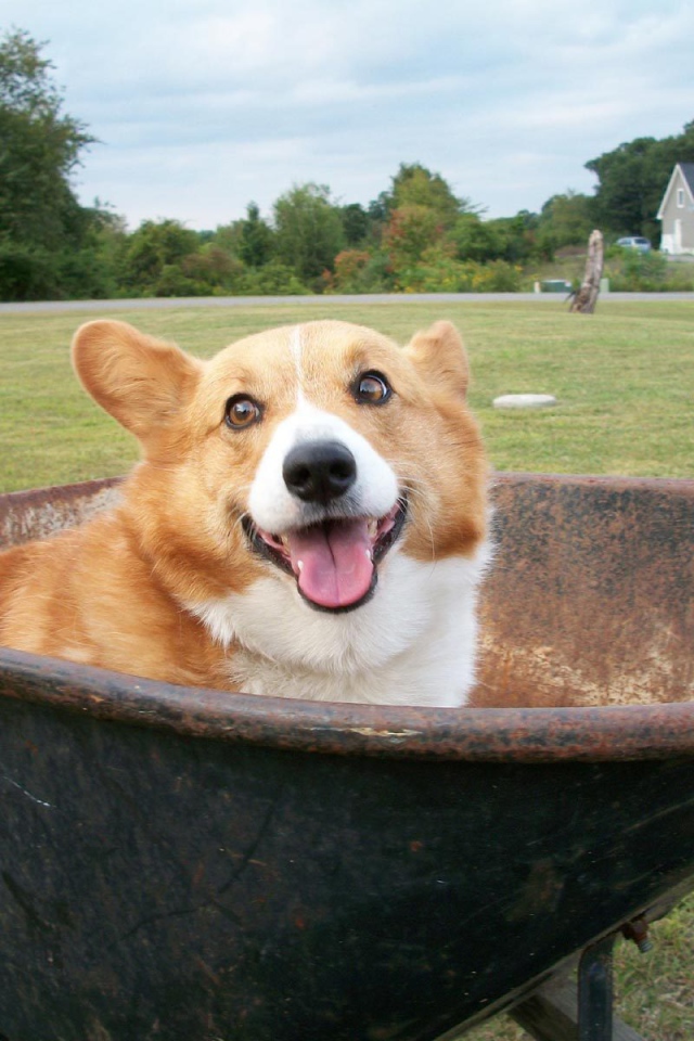 Собака вельш-корги в тачке