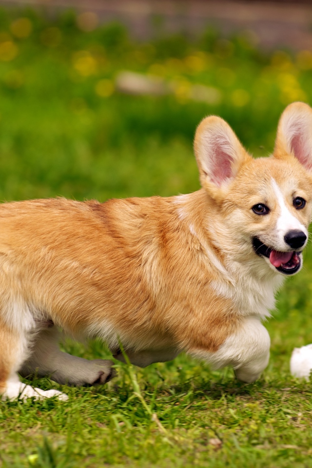 Собака вельш-корги играет с мячом
