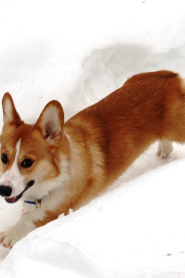 Собака вельш-корги бежит в снегу