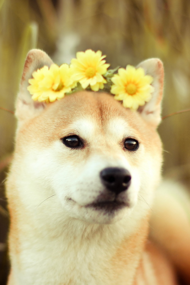 Собака с цветами на голове