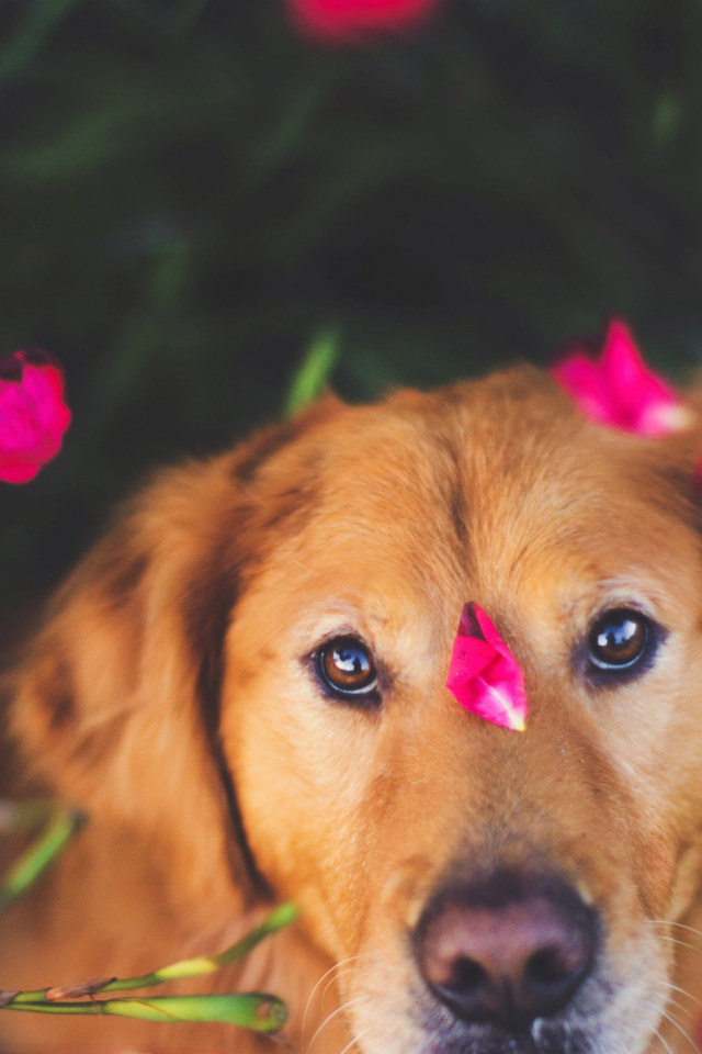 Собака с лепестками