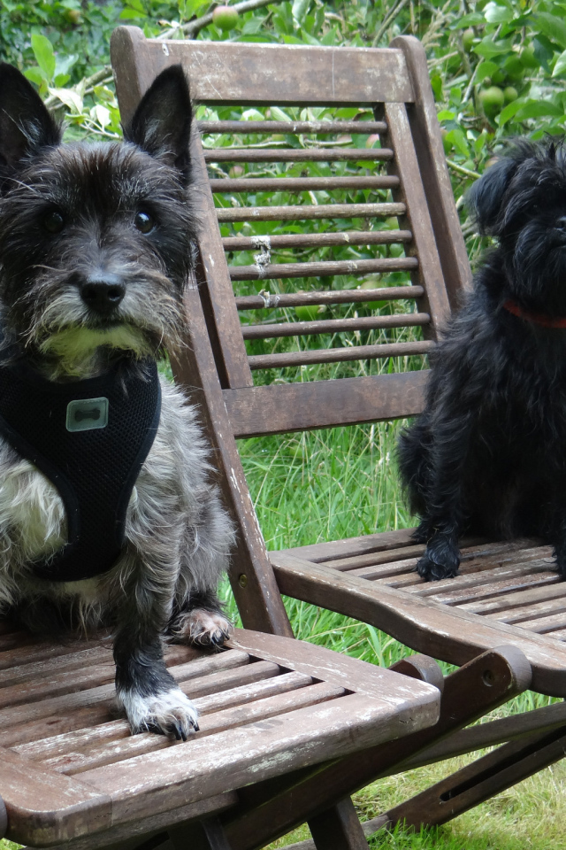 Собаки аффенпинчер на стульях