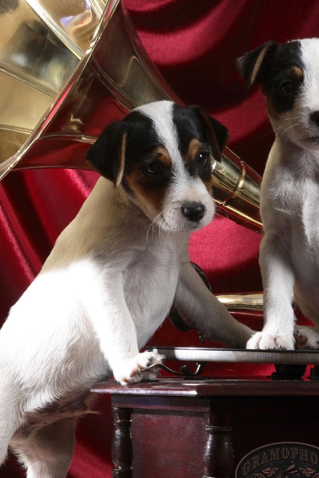 Собаки на грамофоне