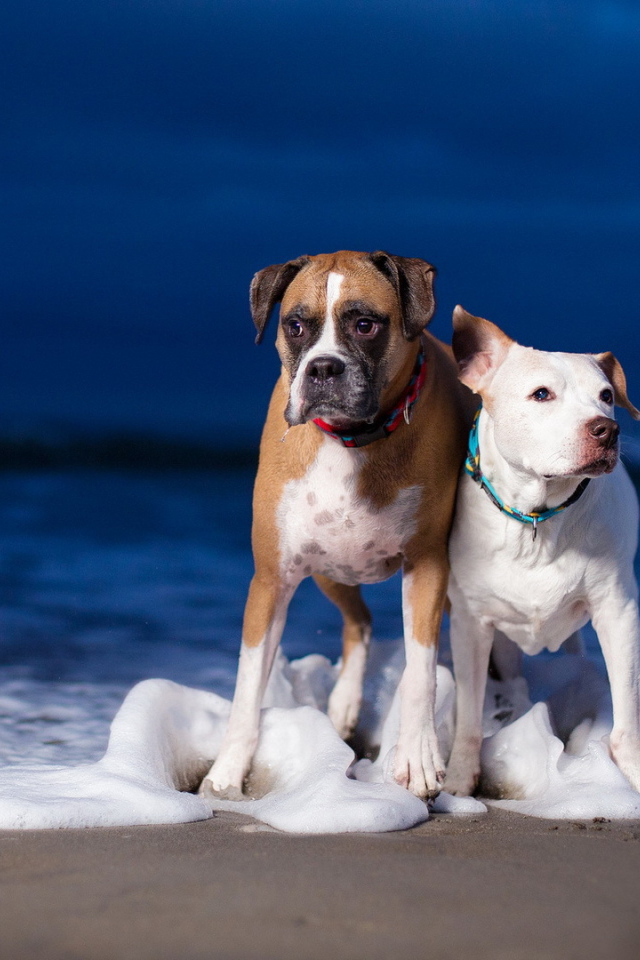 Собаки на пляже